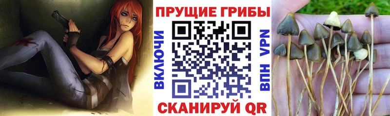 Псилоцибиновые грибы ЛСД  как найти   Фатеж 